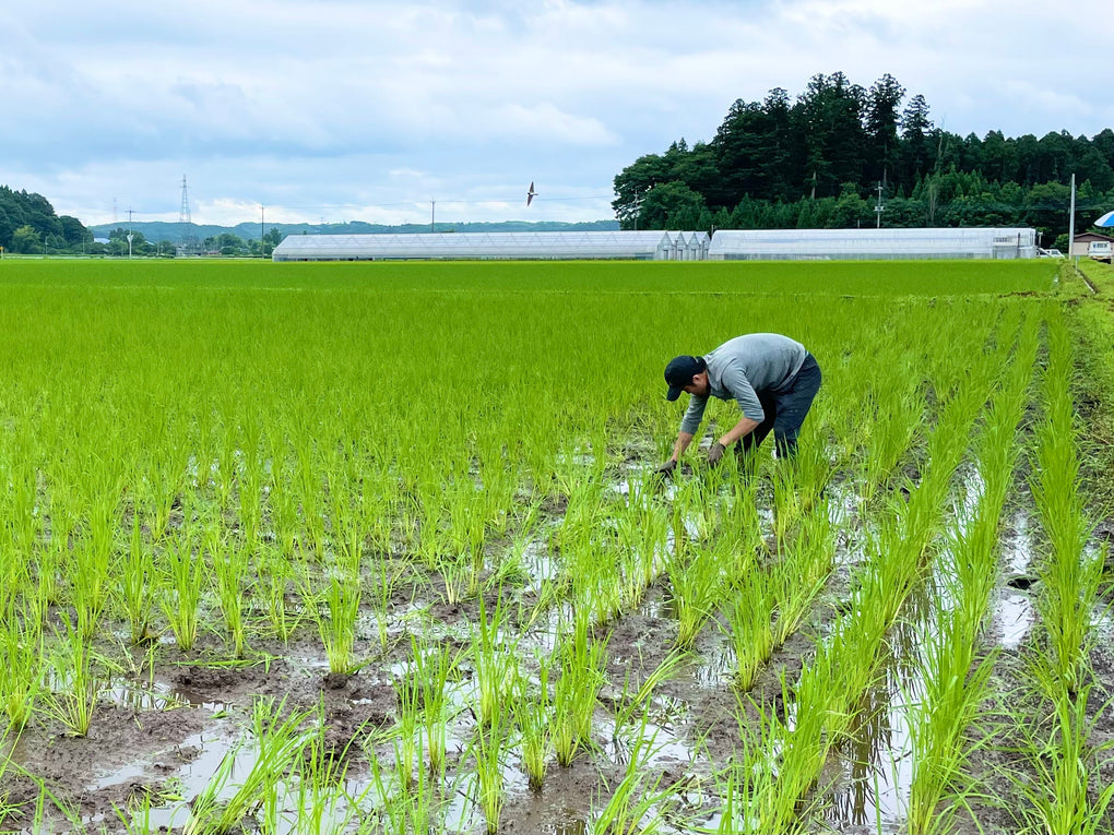 【令和6年産 新米予約】有機JAS認定「奇跡のお米 神宝米」