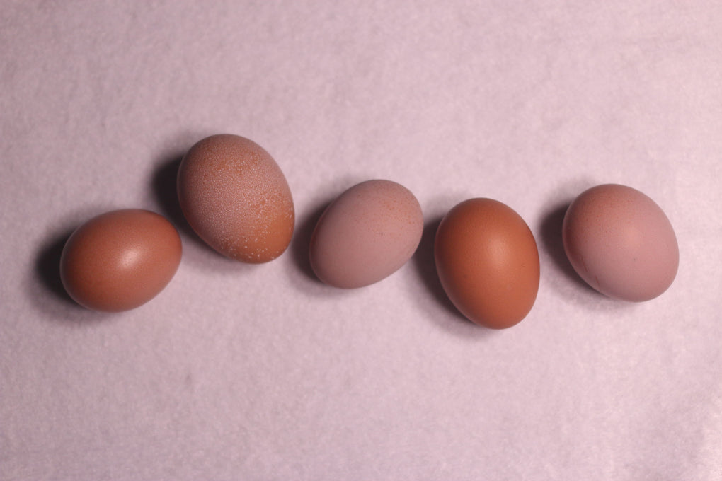 鶏の年齢で卵を分ける