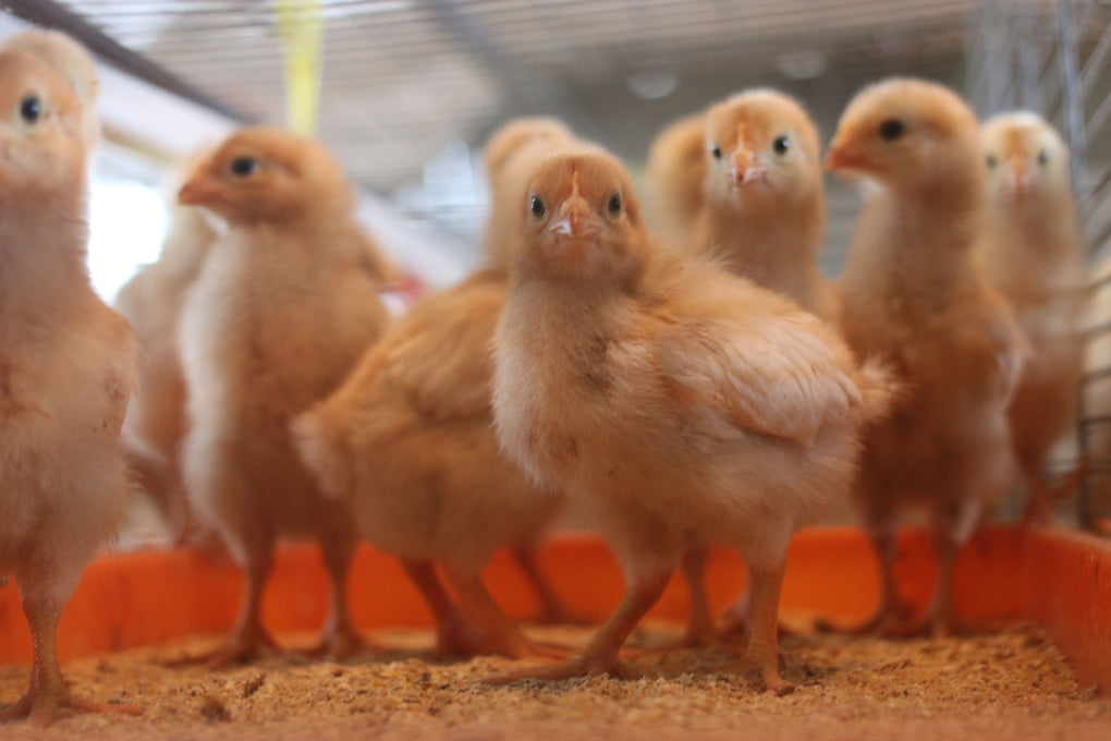 ヒヨコから育てるプライド