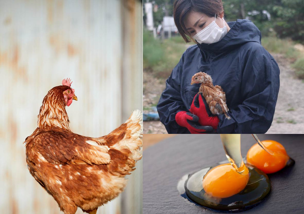 鶏の尊厳を守りたい